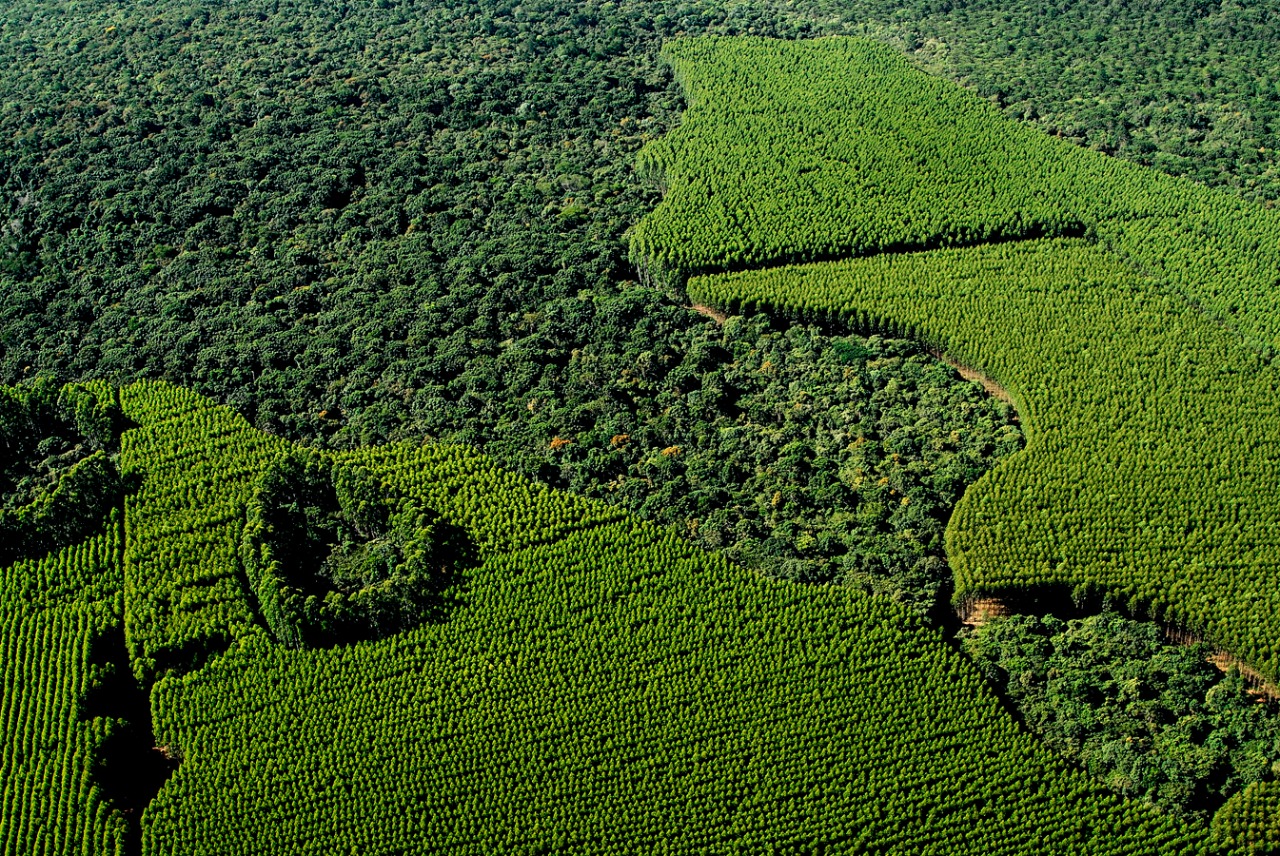 Companhia Suzano alcança 975 mil hectares de áreas destinadas à conservação