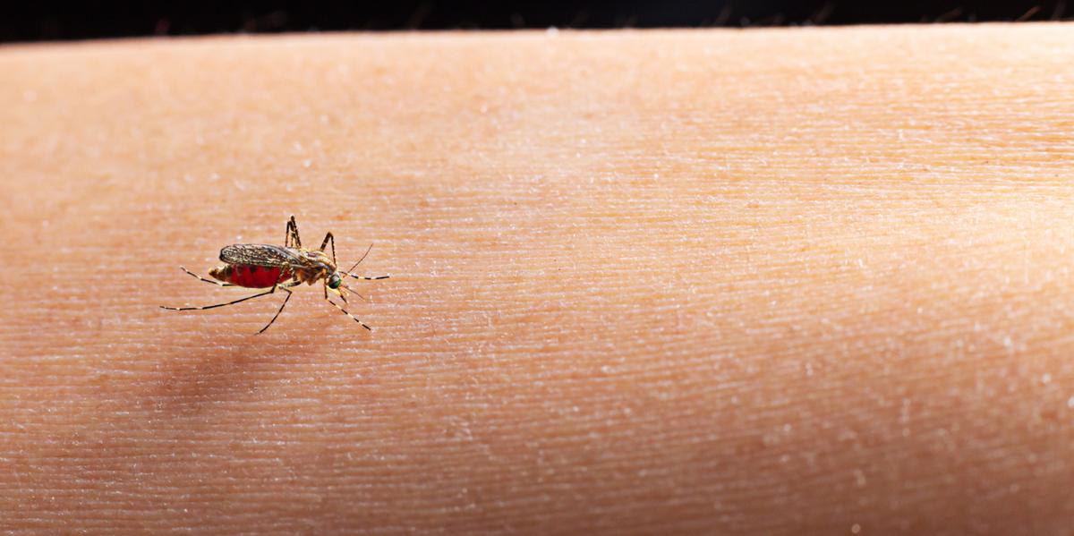 Suzano implanta projeto pioneiro de combate ao Aedes aegypti