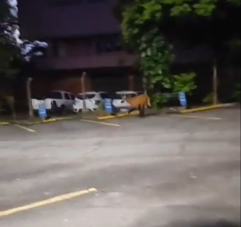 Lobo-guará é flagrado nas imediações da Câmara de Mogi; veja o vídeo