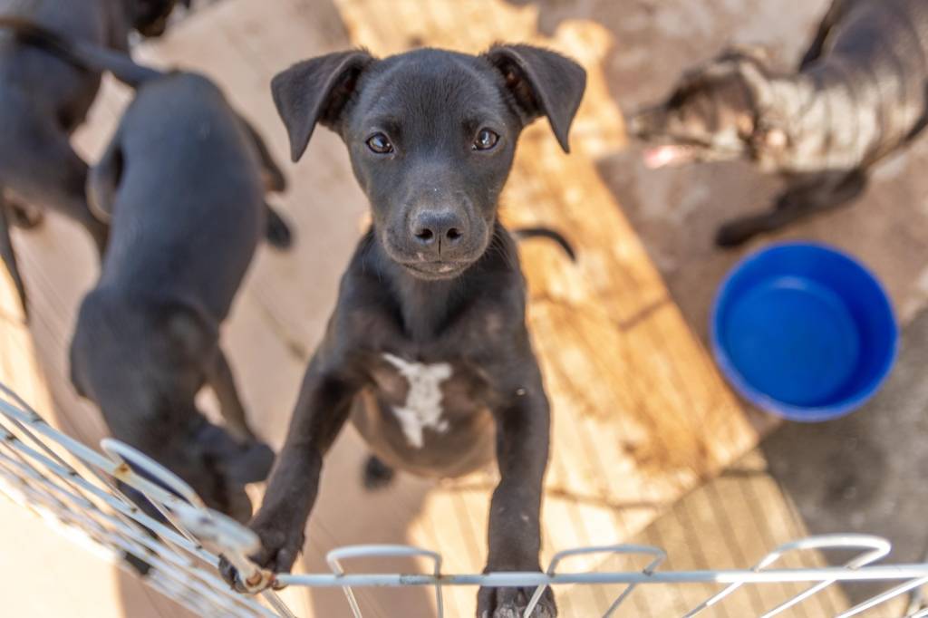 Fotos de animais em uma feira de adoção. Crédito: Comunicação/PMG.