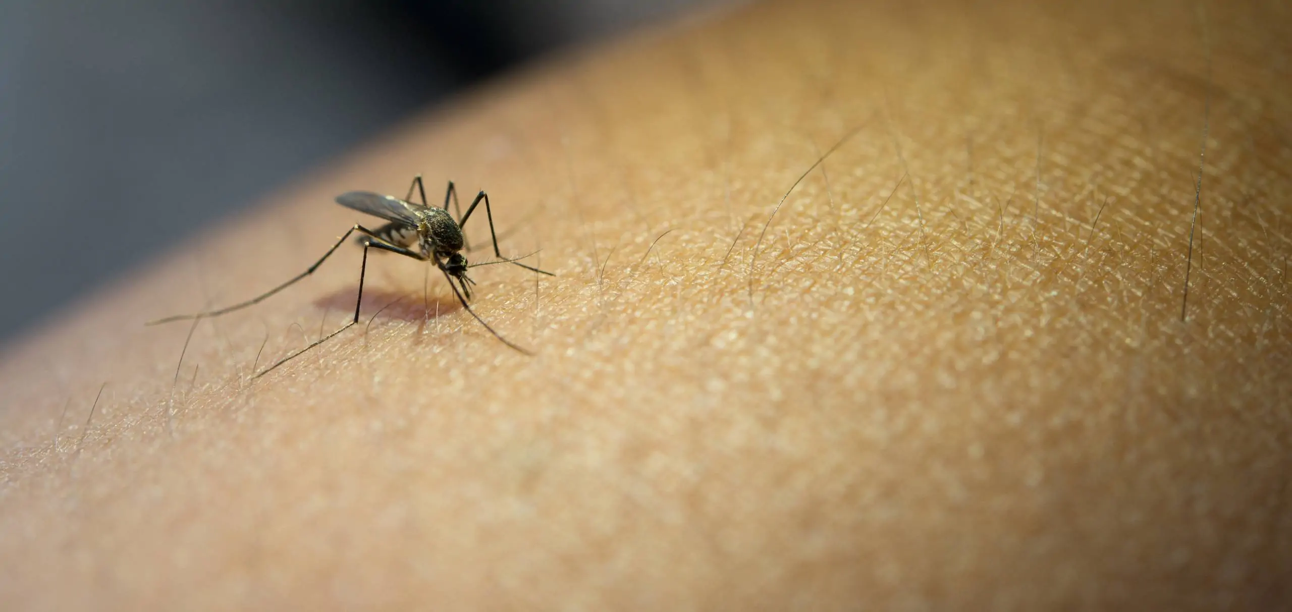 Prefeitura aponta bairros com maior números de casos de dengue em Mogi