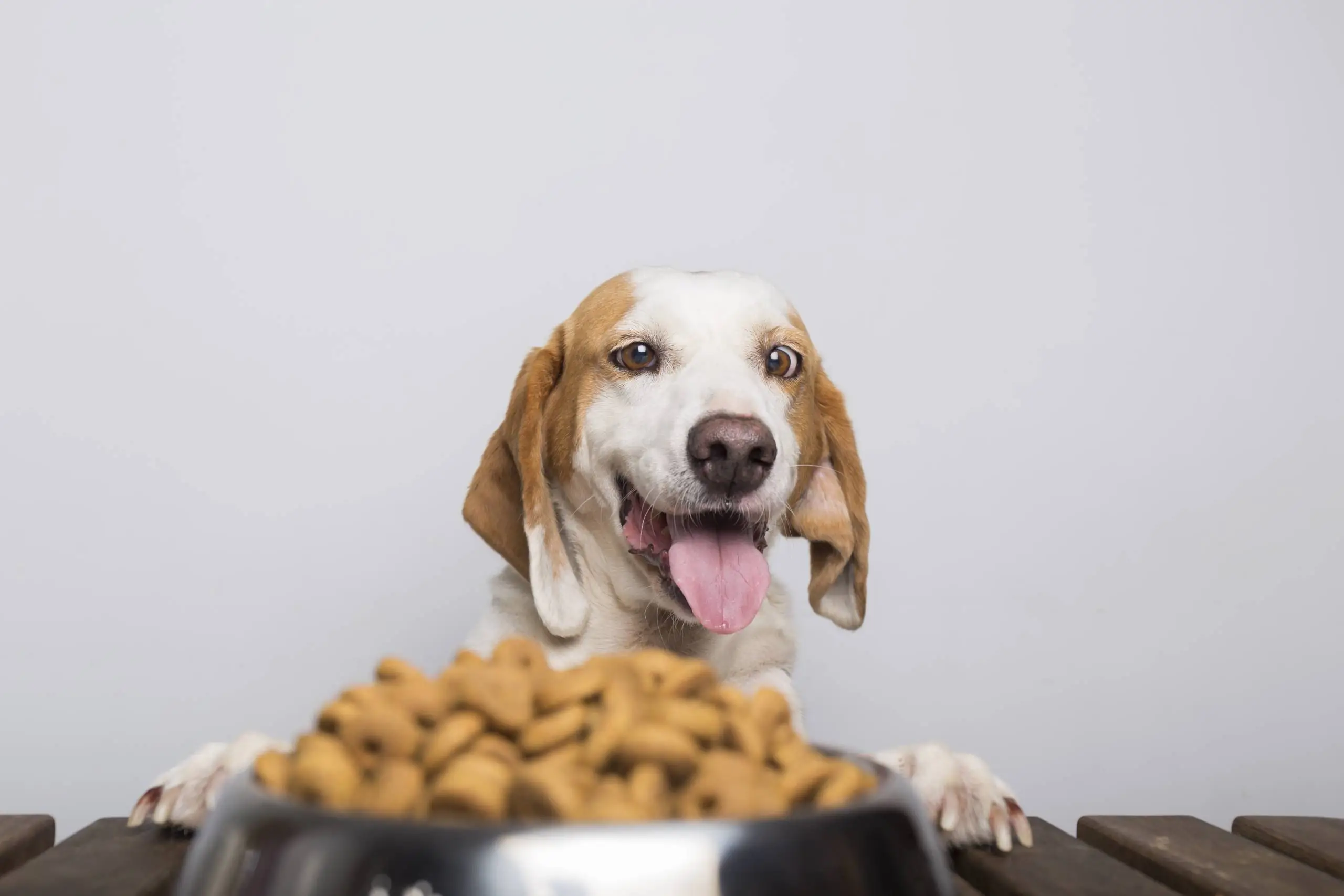 Mitos e verdades sobre alimentação de cães e gatos