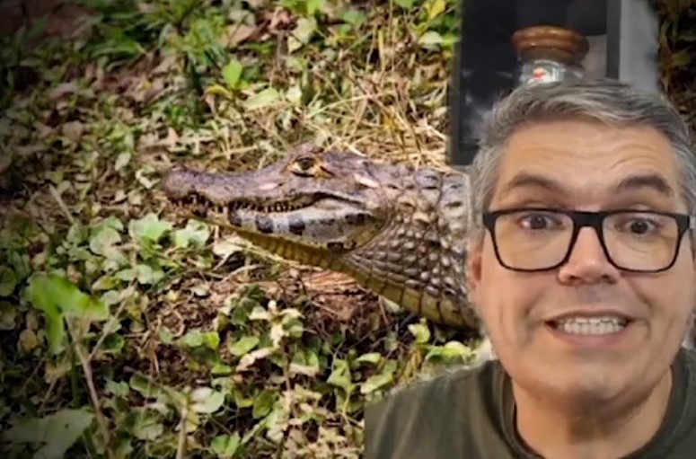 Mulher pede ajuda para tirar um jacaré da piscina de casa