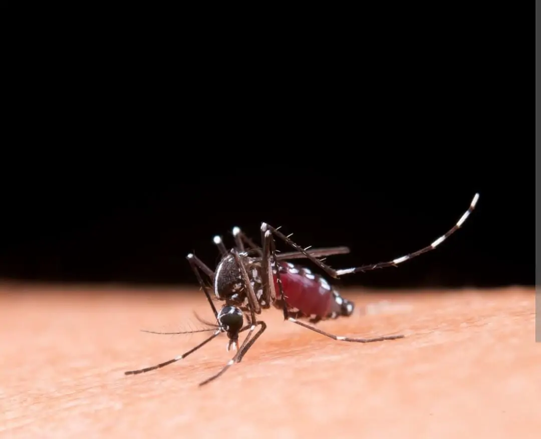 Mais de 83% dos casos de dengue estão em 4 cidades da região