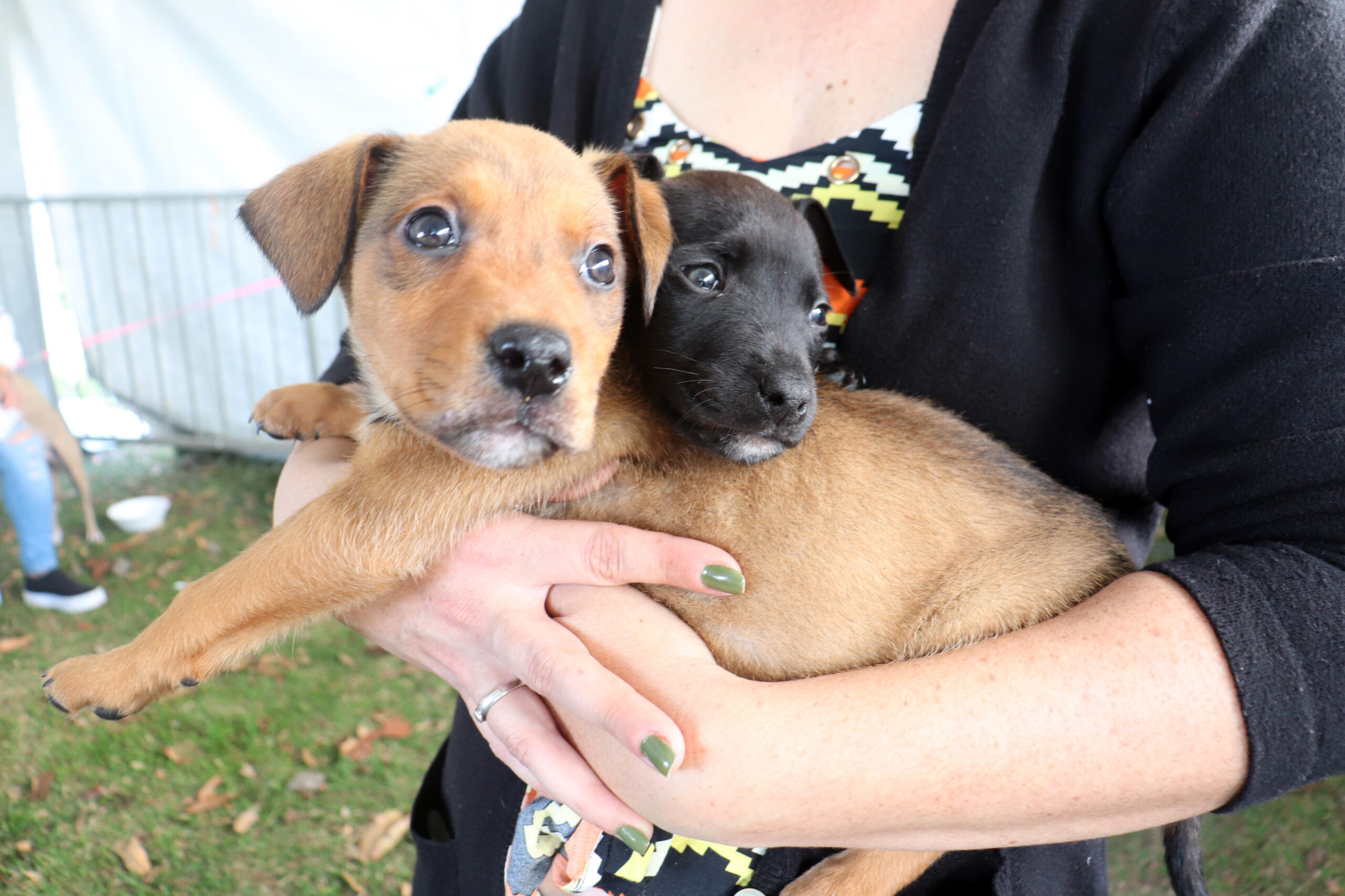 Mais de 50 pets buscam um lar no evento de adoção 'Baby, me Leva!' deste domingo (26)