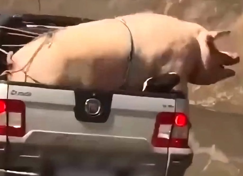 Em São Paulo, motorista transporta porco no carro irregularmente  