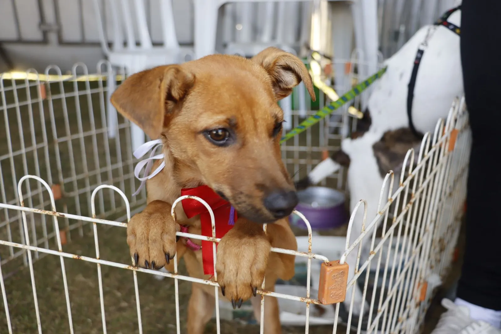 Último evento presencial do 'Baby, me Leva!' neste semestre ocorre domingo (23)