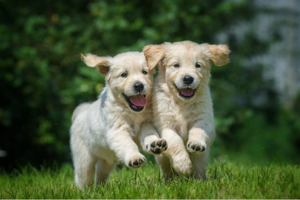 Dois filhotes de golden retriever correndo na grama