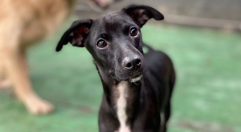 Mogiana oferece recompensa para quem encontrar cachorro desaparecido