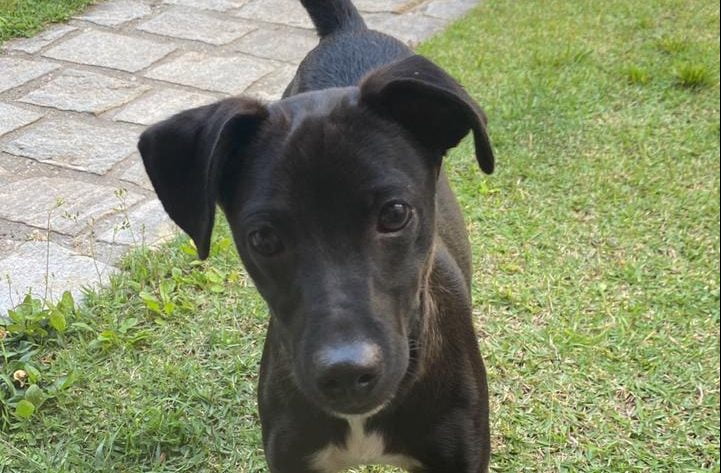 'Foi maravilhoso o nosso reencontro', diz mogiana após recuperar cachorro desaparecido