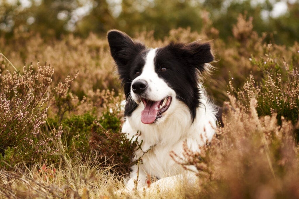 Border Collie branco e preto deitado em meio à plantas