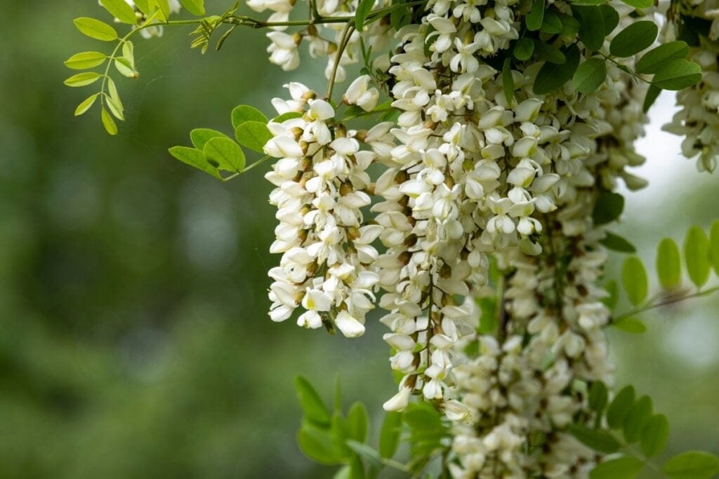 Flor de acácia branca 