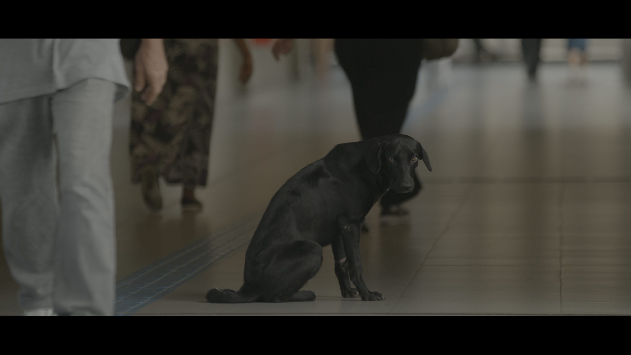 Filme inspirado na realidade dos animais de rua estreia em Ferraz de Vasconcelos