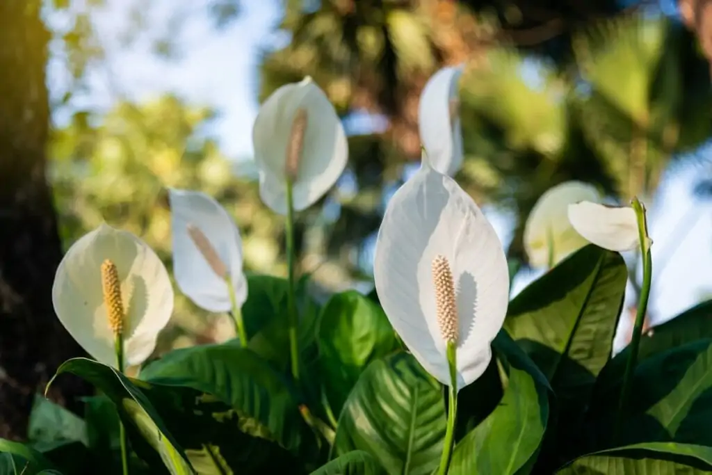 Lírio-da-paz em um jardim