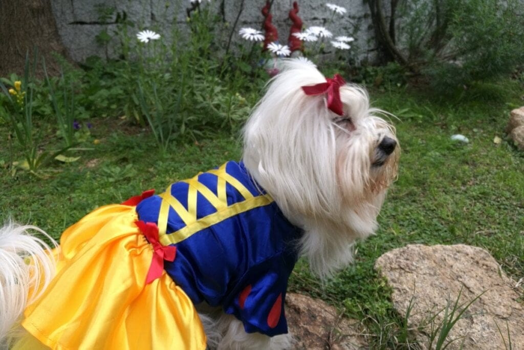 Cachorro de pelagem branca com a fantasia da Branca de Neve