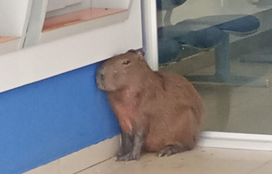 Capivara é encontrada dentro de agência bancária e chama a atenção em Mogi das Cruzes