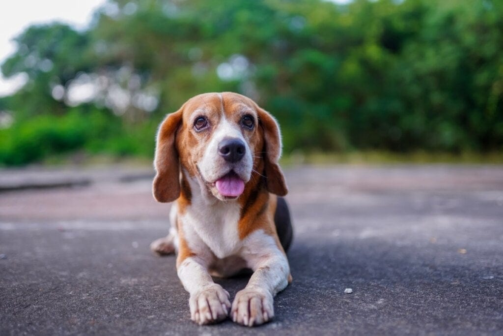 Cachorro da raça beagle deitado em um asfalto 