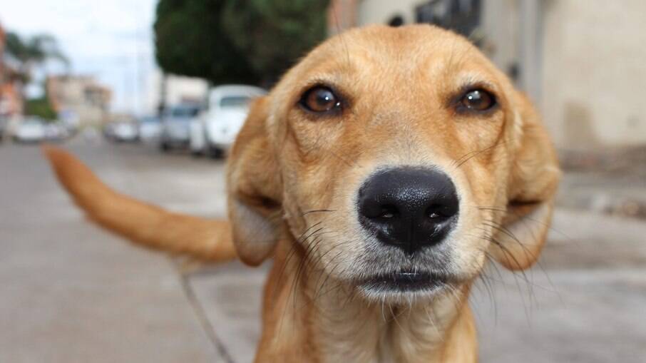 Guararema tem vacinação gratuita contra raiva em pets nesta sexta-feira (25)