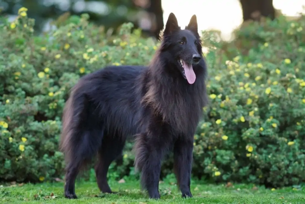 Cão da raça pastor belga groenendael, de pelagem preta e língua para fora, em ambiente verde 