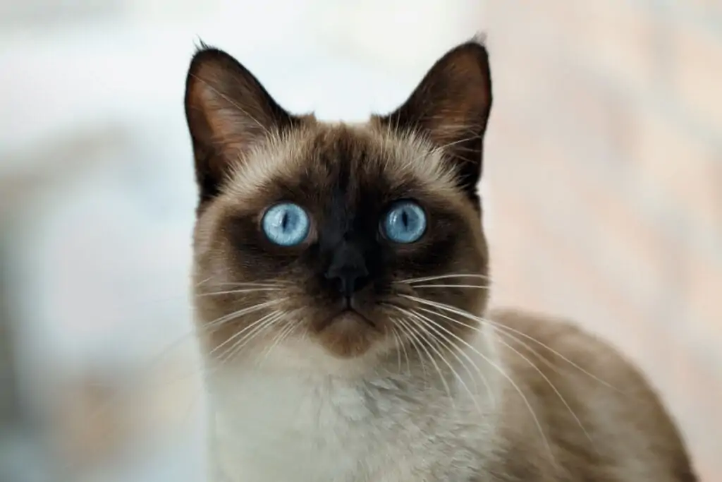 7 diferenças entre as raças de gato siamês e oriental shorthair 