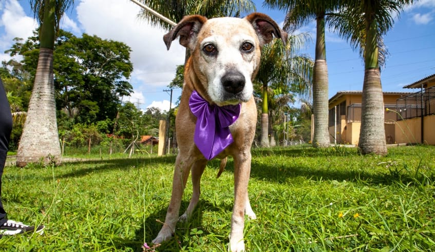 Mogi terá mutirão de castração e feira de adoção de animais nesta semana