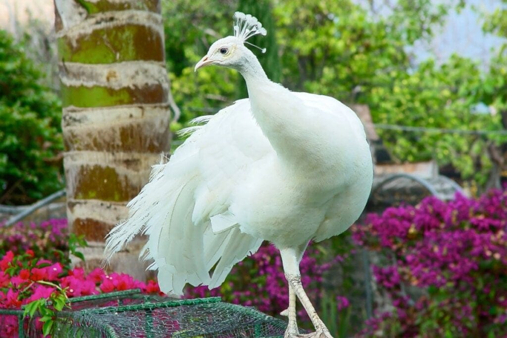 Pavão-indiano branco com penas brancas e plantas verdes ao fundo