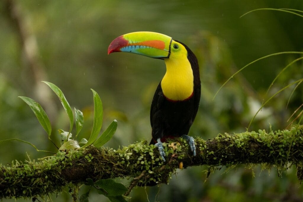 Imagem de Tucano-de-bico-arco-íris com penas pretas, peito amarelo e bico colorido em galho de árvore