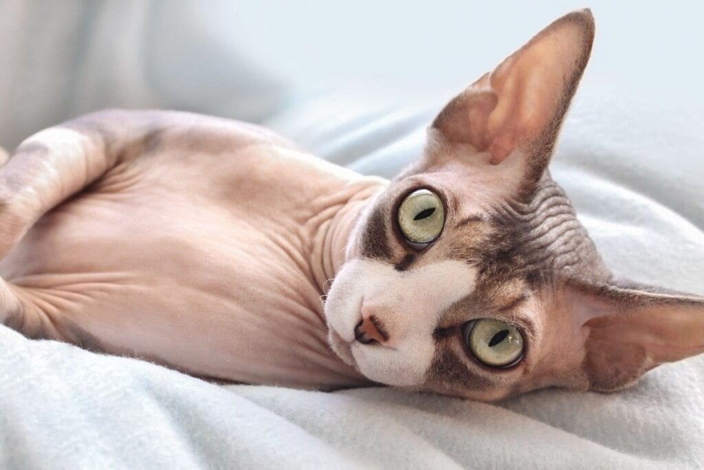 Gato da raça sphynx deitado na cama