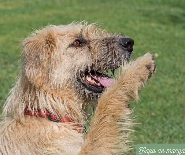 Shopping promove encontro de pets fiapos de manga, em Suzano