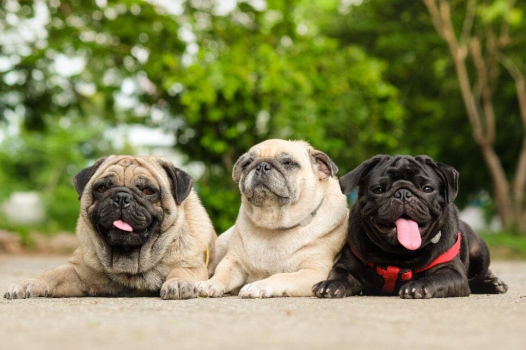 8 nomes de planetas e outros astros para cachorro 