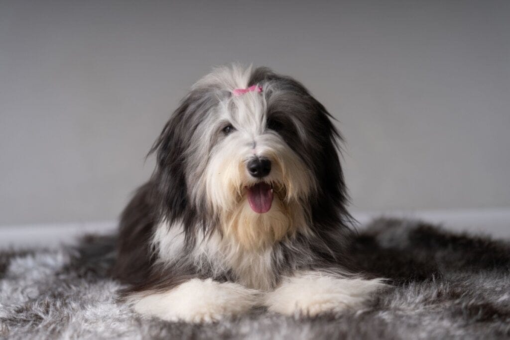 Imagem de um cachorro da raça bearded collie deitado em uma tapete