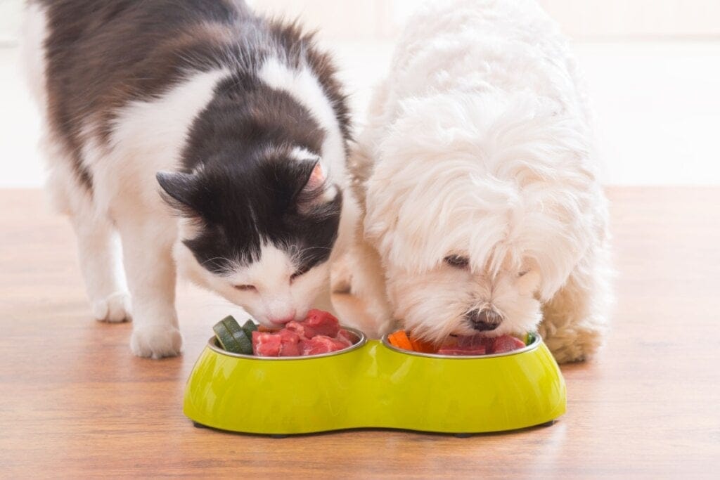 Gato e cachorro comendo alimentação natural em pote amarelo
