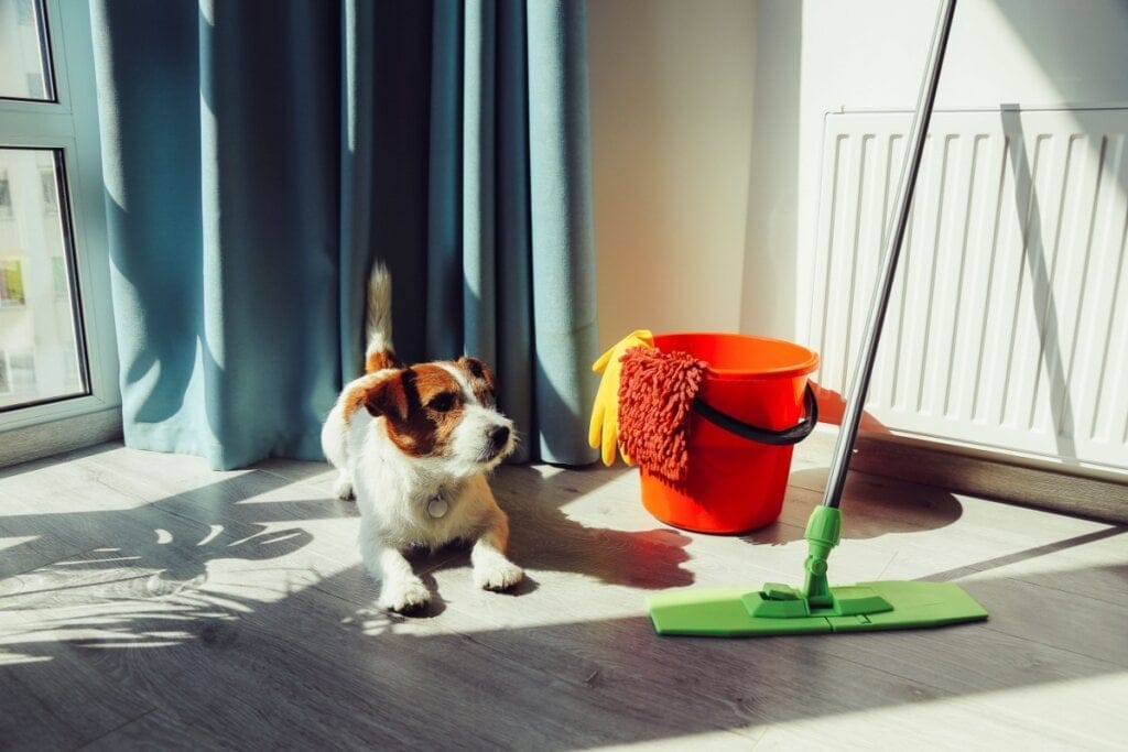 8 cuidados com produtos de limpeza e animais de estimação