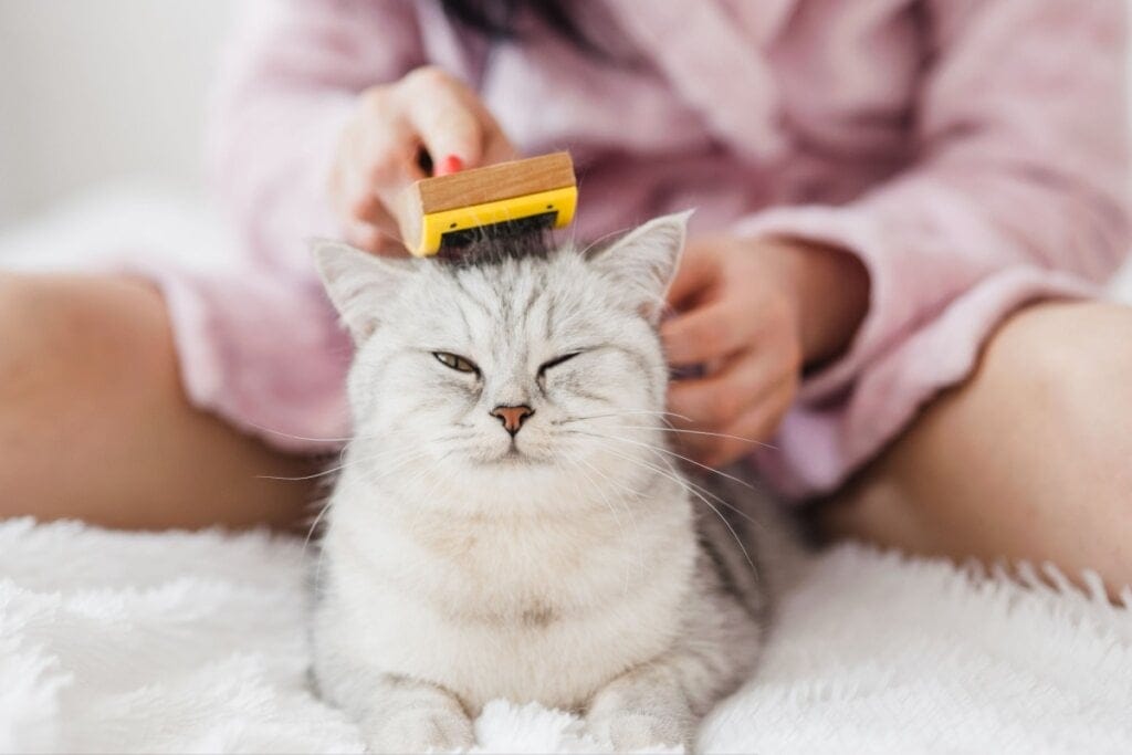 Saiba como evitar as bolas de pelos nos gatos
