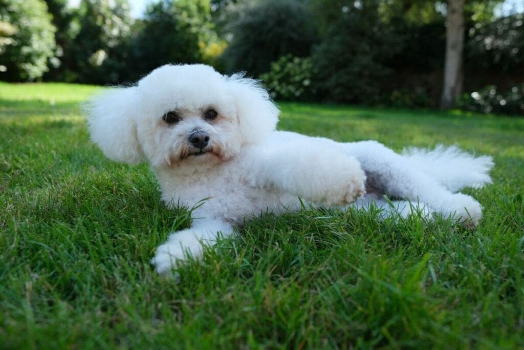 Cachorro da raça bichon frisé com pelo branco deitado em gramado