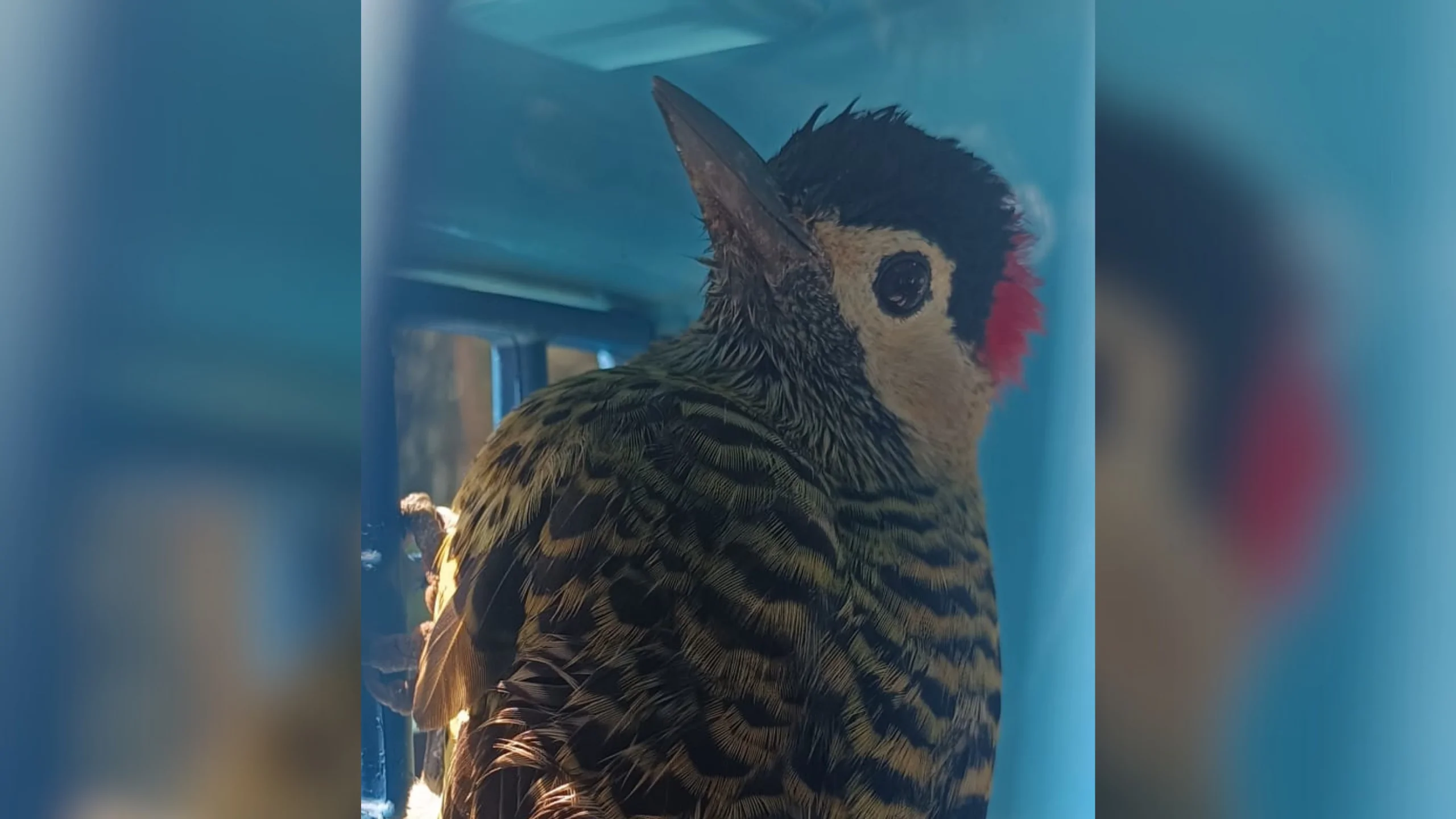 Guarda Municipal resgata pica-pau ferido em Suzano