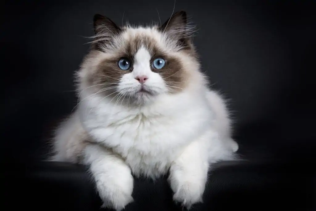 Gato da raça ragdoll, com pelagem branca, marrom e preta, olhando para a frente 