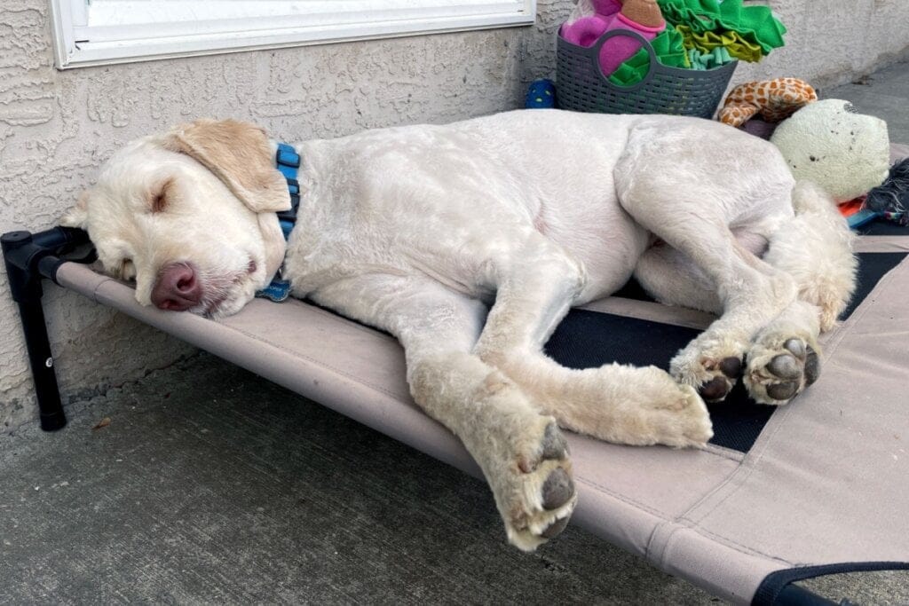 Cachorro deitado em uma cama e dormindo 