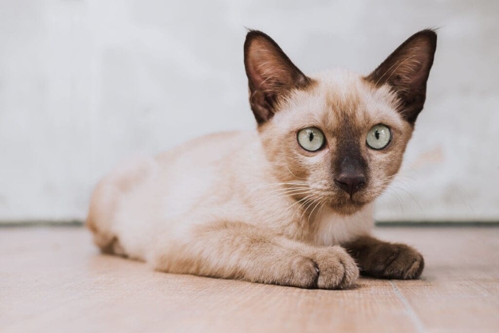 Gato burmês deitado e olhando para a frente 