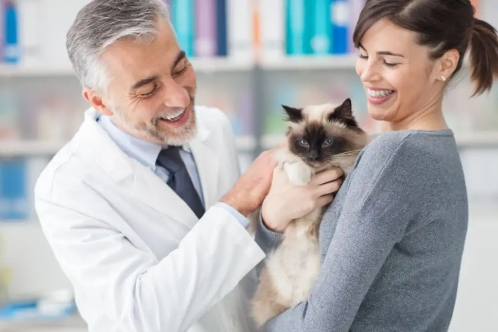 Veja como oferecer certos alimentos ao gato de forma segura