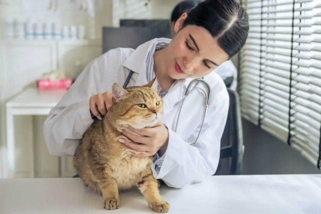 Saiba como identificar e prevenir doenças renais em animais