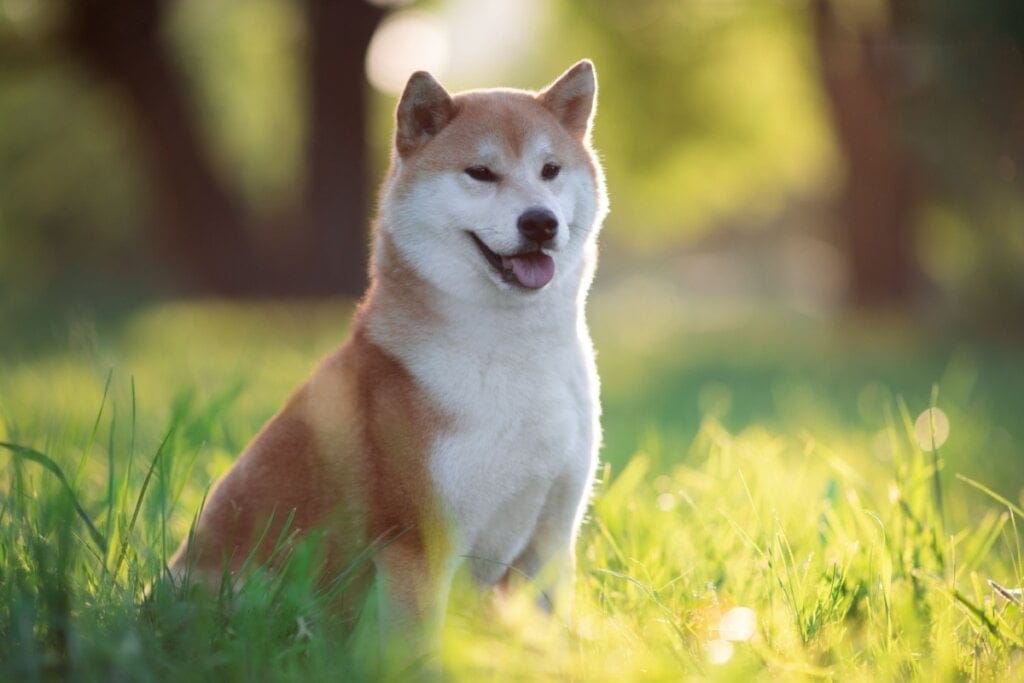 Cachorro com pelo marrom e branco sentado na grama ao ar livre