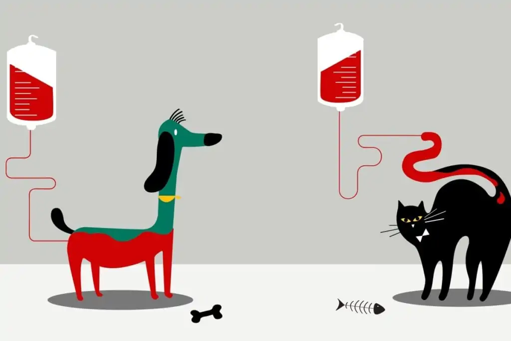 Entenda como é feita a transfusão de sangue em animais