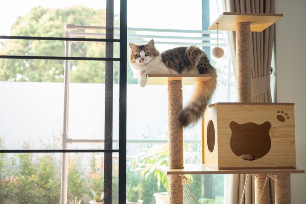 Gato deitado em um dos módulos de esconderijos