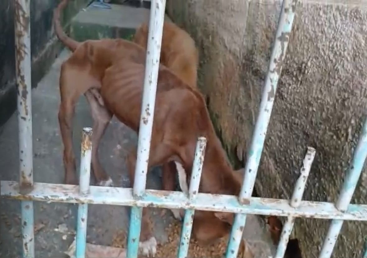 Moradores denunciam maus-tratos e até alimentam cães escondidos de tutor