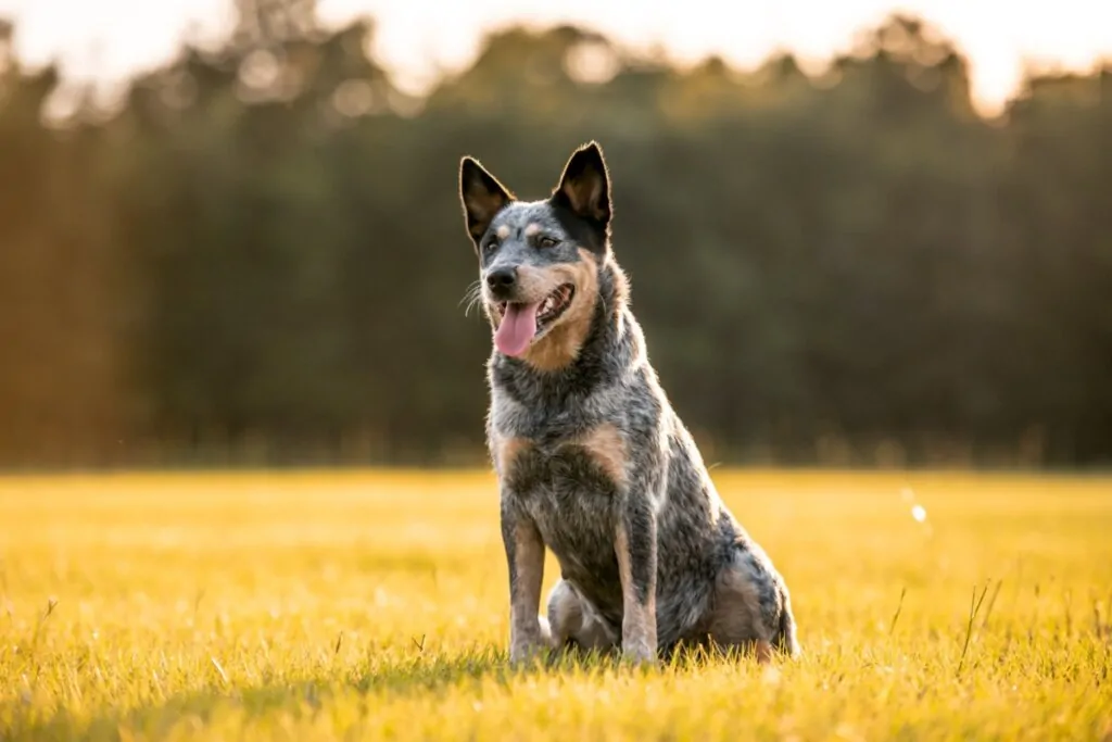 Cachorro da raça boiadeiro australiano com o pelo mesclado em preto, marrom e branco sentado na grama