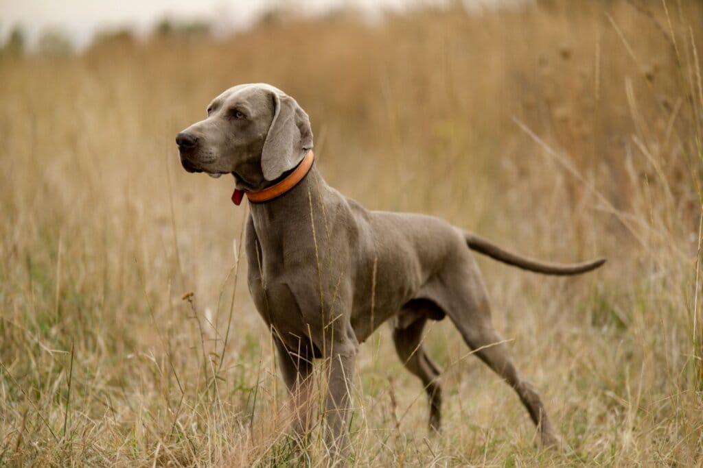 Cachorro weimaraner  em pé em meio a grama seca e usando uma coleira vermelha