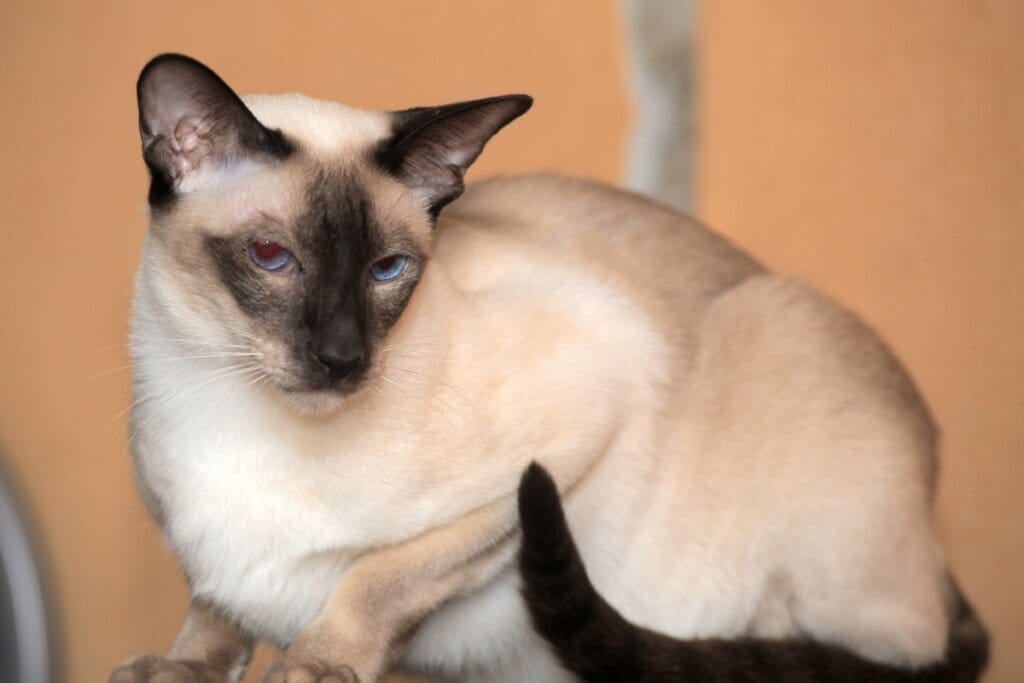 Gato siâmes deitado e olhando para o lado 