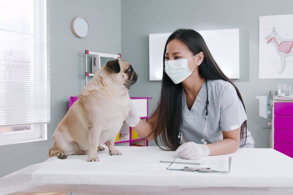 7 riscos da obesidade para cães e gatos