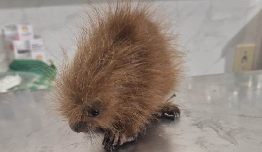 Filhote de ouriço-cacheiro é resgatado pela Zoonoses de Mogi das Cruzes